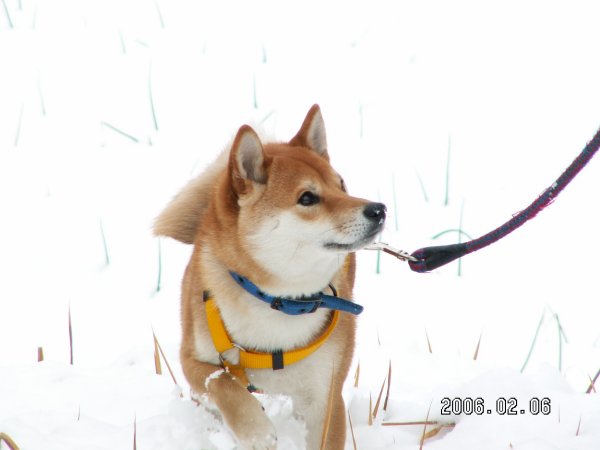 雪の日の犬と雪だるま ひといきぽっと